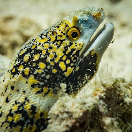 Forra Dive Resort Pattaya Beach Ко Липе Экстерьер фото