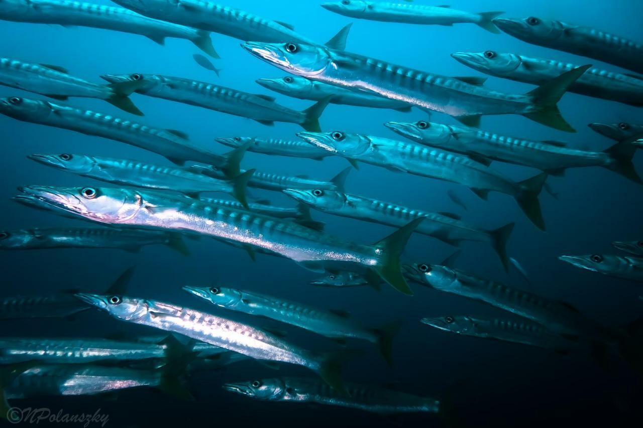 Forra Dive Resort Pattaya Beach Ко Липе Экстерьер фото