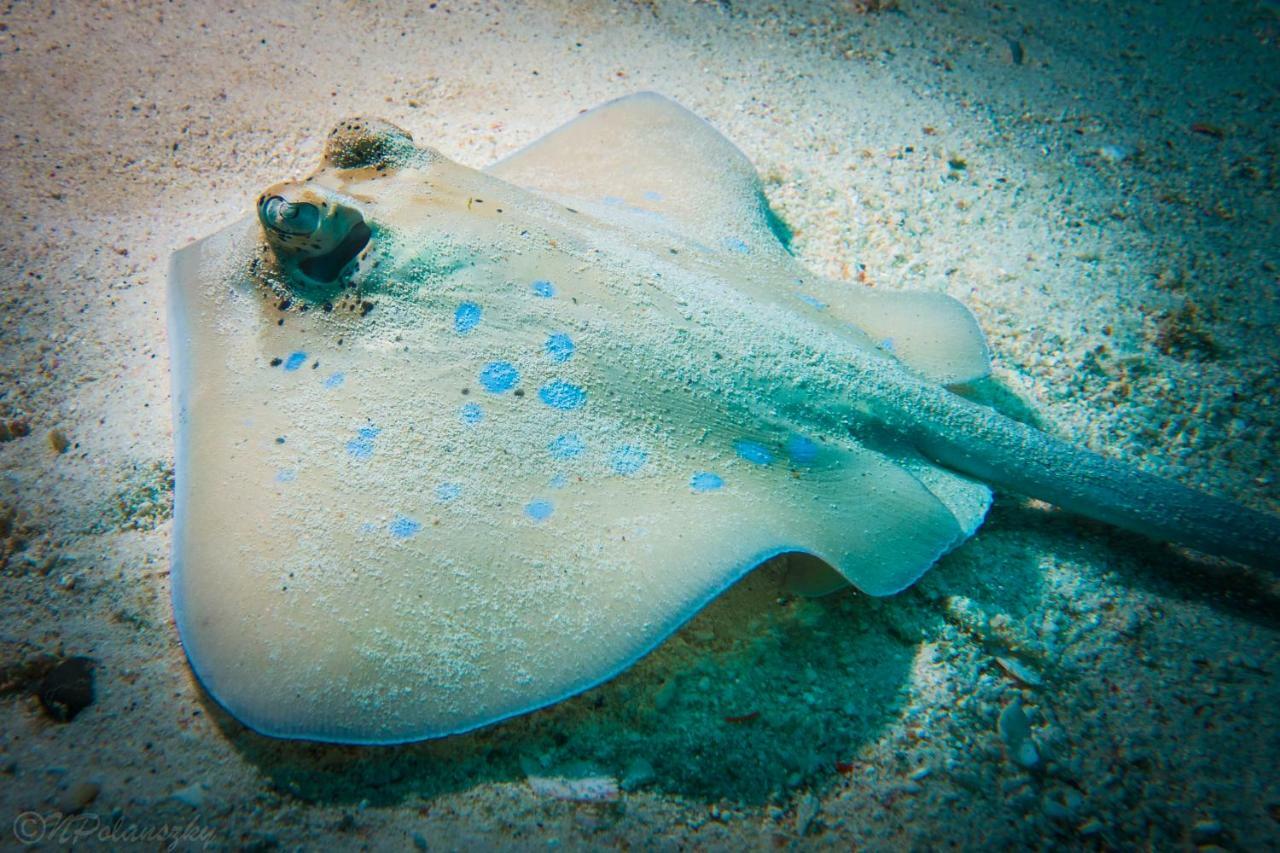 Forra Dive Resort Pattaya Beach Ко Липе Экстерьер фото