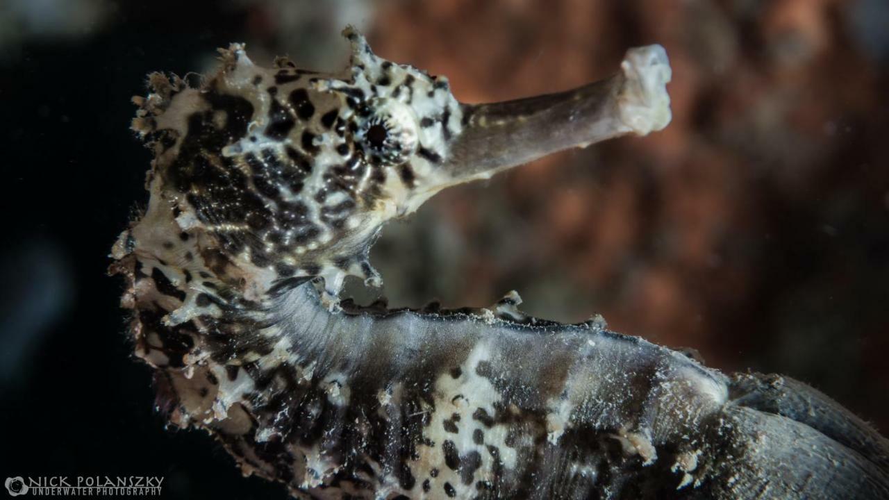 Forra Dive Resort Pattaya Beach Ко Липе Экстерьер фото
