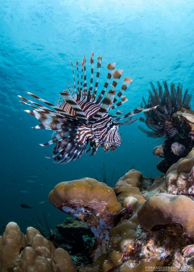 Forra Dive Resort Pattaya Beach Ко Липе Экстерьер фото
