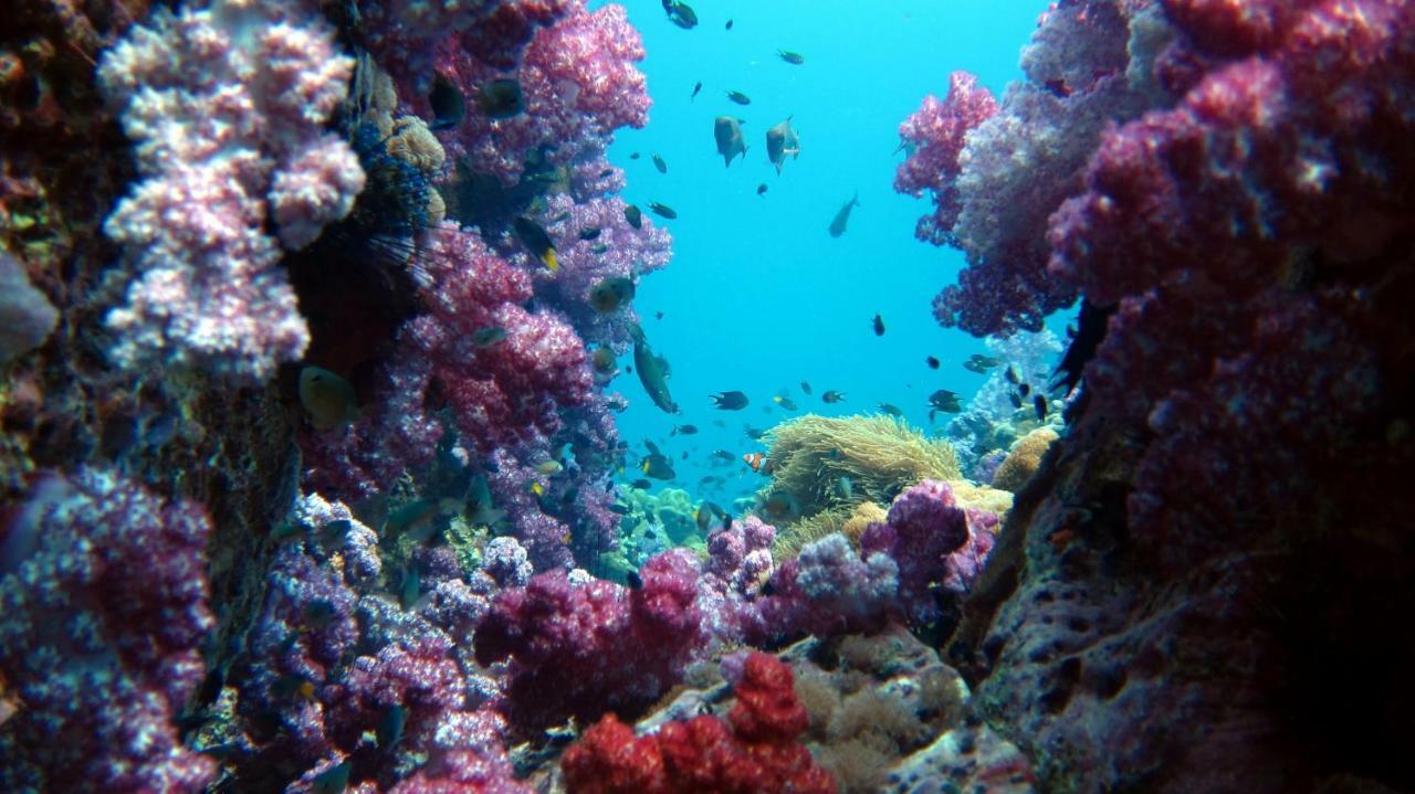 Forra Dive Resort Pattaya Beach Ко Липе Экстерьер фото